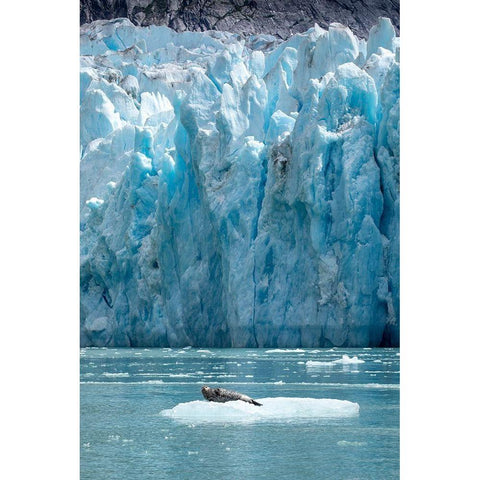 Alaska-South Sawyer Harbor Seal resting on iceberg calved from Dawes Glacier in Endicott Arm White Modern Wood Framed Art Print by Souders, Paul