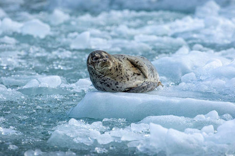 Alaska-South Sawyer Harbor Seal resting on icebergs calved from South Sawyer Glacier in Tracy Arm White Modern Wood Framed Art Print with Double Matting by Souders, Paul
