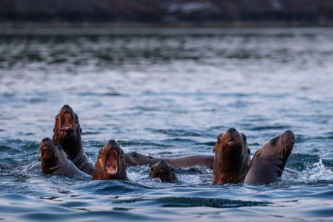 Alaska-Steller Sea Lions gather at edge of haul out along Frederick Sound on summer evening White Modern Wood Framed Art Print with Double Matting by Souders, Paul