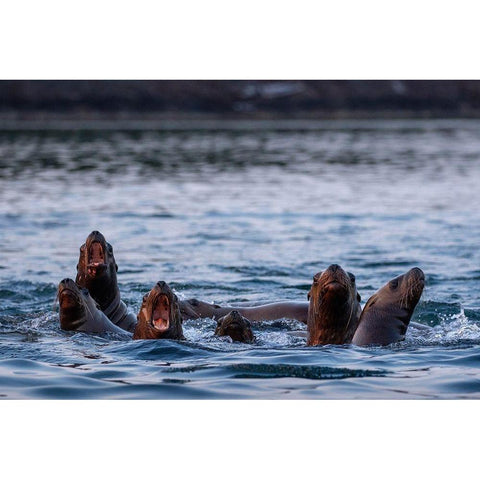 Alaska-Steller Sea Lions gather at edge of haul out along Frederick Sound on summer evening White Modern Wood Framed Art Print by Souders, Paul