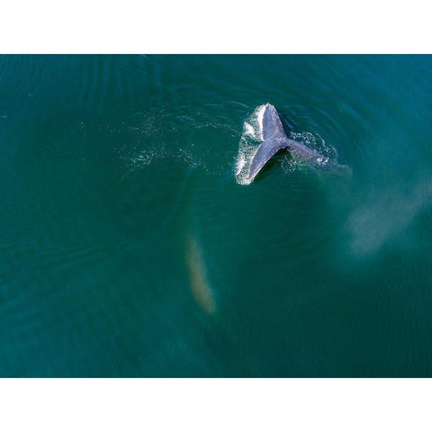 Alaska-Aerial view Humpback Whale diving at surface of Frederick Sound  White Modern Wood Framed Art Print by Souders, Paul
