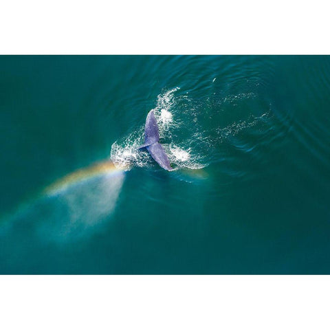 Alaska-Aerial view rainbow and mist above diving Humpback Whale on Frederick Sound  Black Modern Wood Framed Art Print with Double Matting by Souders, Paul