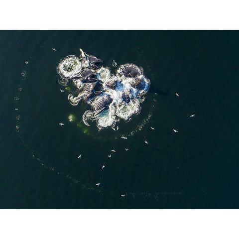 Alaska-Aerial view of Humpback Whales bubble net feeding on school of herring fish White Modern Wood Framed Art Print by Souders, Paul
