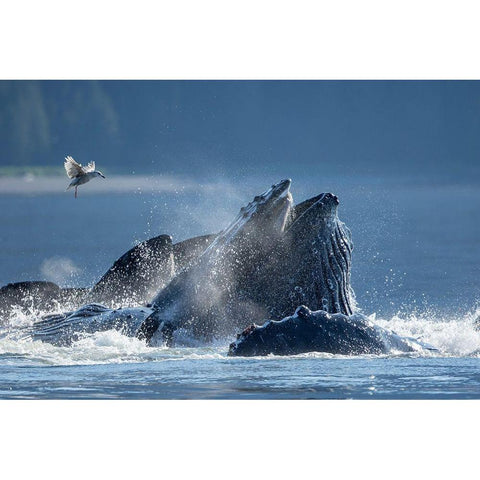 Alaska-Seagull hovers above Humpback Whales surfacing as they bubble net feed on herring Black Modern Wood Framed Art Print with Double Matting by Souders, Paul