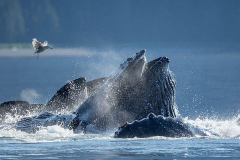 Alaska-Seagull hovers above Humpback Whales surfacing as they bubble net feed on herring White Modern Wood Framed Art Print with Double Matting by Souders, Paul