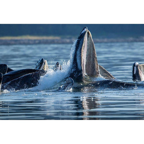 Alaska-Herring fish leap trying to flee from Humpback Whales surface as they bubble net feeding White Modern Wood Framed Art Print by Souders, Paul