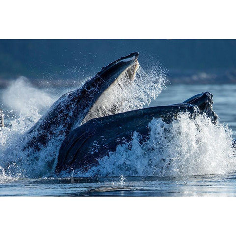 Alaska-Humpback Whale surfaces while bubble net feeding in Frederick Sound  Gold Ornate Wood Framed Art Print with Double Matting by Souders, Paul