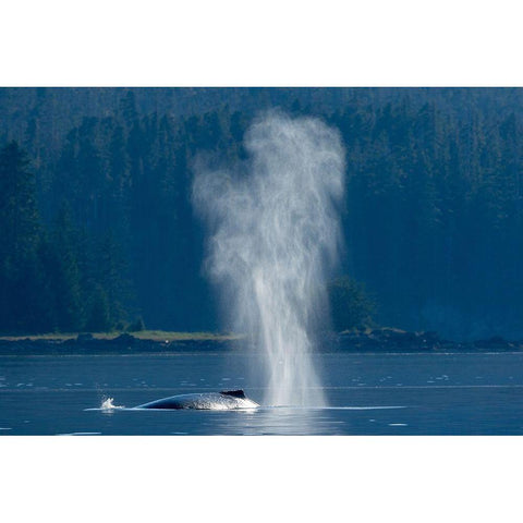 Alaska-Mist from exhaled breath of Humpback Whale swimming in Frederick Sound near Kupreanof Island Gold Ornate Wood Framed Art Print with Double Matting by Souders, Paul