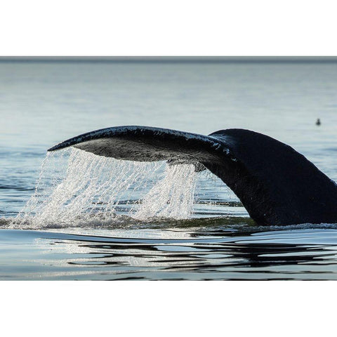 Alaska-Water streams from tail of Humpback Whale swimming in Frederick Sound near Kupreanof Island Gold Ornate Wood Framed Art Print with Double Matting by Souders, Paul