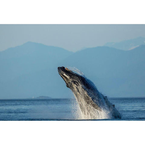 Alaska-Water streams from breaching Humpback Whale in Frederick Sound near Kupreanof Island Gold Ornate Wood Framed Art Print with Double Matting by Souders, Paul