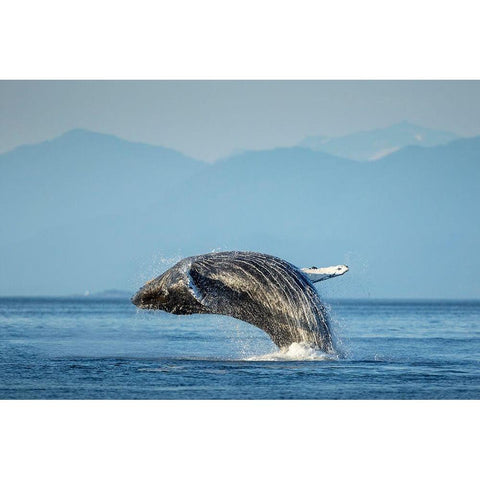 Alaska-Water streams from breaching Humpback Whale in Frederick Sound near Kupreanof Island Gold Ornate Wood Framed Art Print with Double Matting by Souders, Paul