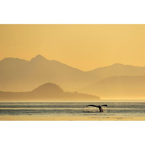 Alaska-Water streams from tails of Humpback Whale diving in Frederick Sound near Kupreanof Island Black Modern Wood Framed Art Print by Souders, Paul