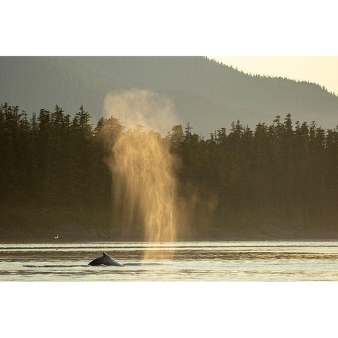 Alaska-Sunlit mist hangs in air above spouting Humpback Whales while surfacing near Kupreanof Island Black Modern Wood Framed Art Print by Souders, Paul