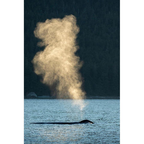 Alaska-Sunlit mist hangs in air above spouting Humpback Whales while surfacing near Kupreanof Island Black Modern Wood Framed Art Print by Souders, Paul