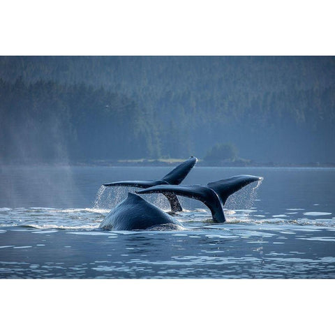 Alaska-Humpback Whales dive while bubble net feeding in Frederick Sound near Kupreanof Island Black Modern Wood Framed Art Print by Souders, Paul