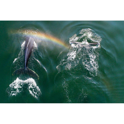 Alaska-Aerial view of rainbow above Humpback Whales spouts while breathing at surface Gold Ornate Wood Framed Art Print with Double Matting by Souders, Paul