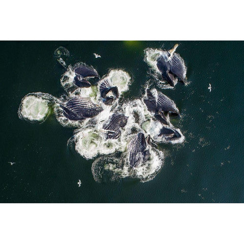 Alaska-Aerial view of Humpback Whales lunging at surface of Frederick Sound while bubble net feeding Black Modern Wood Framed Art Print by Souders, Paul