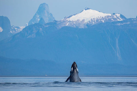 Alaska-Humpback Whale lunges while head slapping in Frederick Sound near Kupreanof Island White Modern Wood Framed Art Print with Double Matting by Souders, Paul