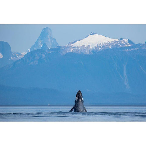 Alaska-Humpback Whale lunges while head slapping in Frederick Sound near Kupreanof Island Black Modern Wood Framed Art Print with Double Matting by Souders, Paul