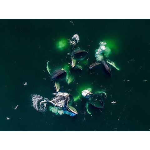 Alaska-Aerial view of Humpback Whales lunging at surface of Frederick Sound while bubble net feeding Black Modern Wood Framed Art Print by Souders, Paul