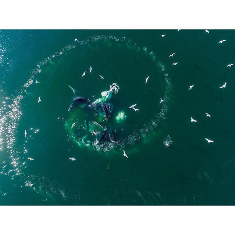 Alaska-Aerial view of Humpback Whales lunging at surface of Frederick Sound while bubble net feeding Black Modern Wood Framed Art Print with Double Matting by Souders, Paul