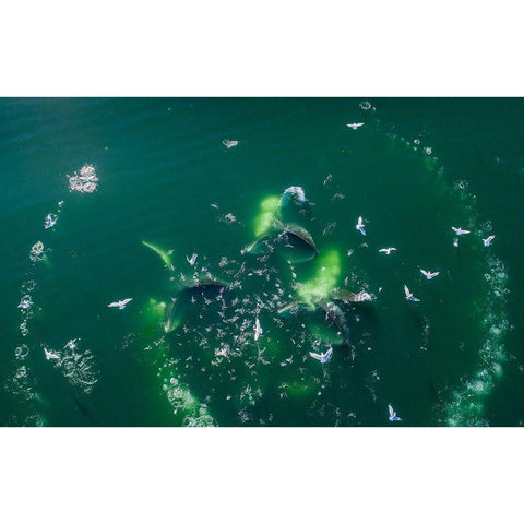 Alaska-Aerial view of Humpback Whales lunging at surface of Frederick Sound while bubble net feeding White Modern Wood Framed Art Print by Souders, Paul