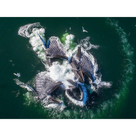 Alaska-Aerial view of Humpback Whales lunging at surface of Frederick Sound while bubble net feeding Black Modern Wood Framed Art Print by Souders, Paul