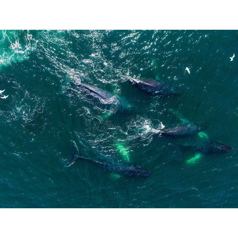 Alaska Humpback Whales swimming together at surface of Frederick Sound while bubble net feeding Black Modern Wood Framed Art Print by Souders, Paul