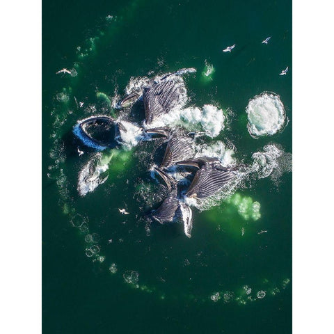 Alaska Humpback Whales lunging at surface of Frederick Sound while bubble net feeding  Black Modern Wood Framed Art Print with Double Matting by Souders, Paul