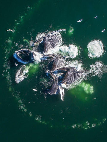 Alaska Humpback Whales lunging at surface of Frederick Sound while bubble net feeding  White Modern Wood Framed Art Print with Double Matting by Souders, Paul