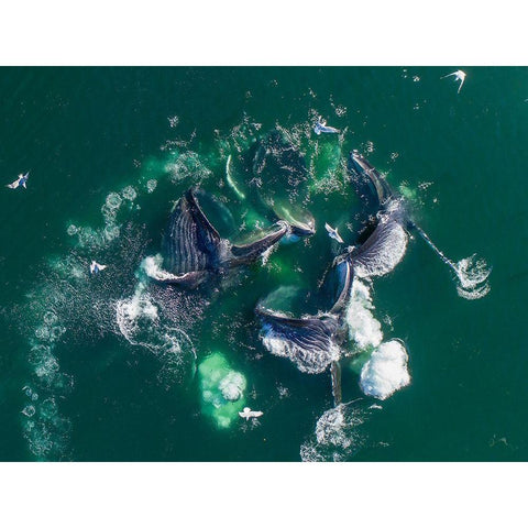 Alaska Humpback Whales lunging at surface of Frederick Sound while bubble net feeding Black Modern Wood Framed Art Print with Double Matting by Souders, Paul