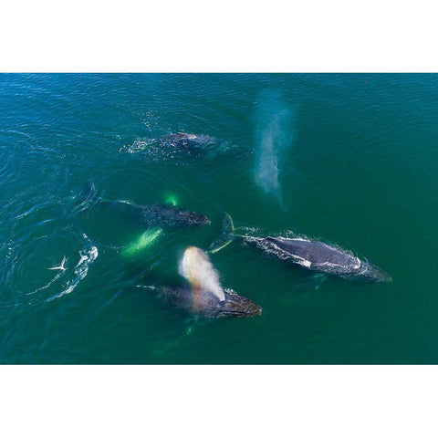 Alaska Humpback Whales swimming together at surface of Frederick Sound while bubble net feeding White Modern Wood Framed Art Print by Souders, Paul