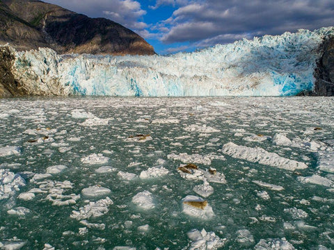 Alaska-Tracy Arm Harbor Seals hauled out on icebergs calved from Dawes Glacier in Endicott Arm Black Ornate Wood Framed Art Print with Double Matting by Souders, Paul