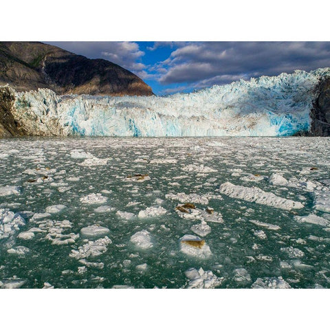 Alaska-Tracy Arm Harbor Seals hauled out on icebergs calved from Dawes Glacier in Endicott Arm Black Modern Wood Framed Art Print by Souders, Paul