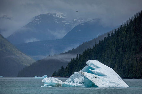 Alaska-Tracy Arm-Fords Terror Wilderness-Glacial iceberg floating in Holkham Bay Black Ornate Wood Framed Art Print with Double Matting by Souders, Paul