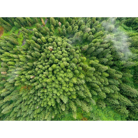 Alaska-Juneau-Taku Harbor State Marine Park- coastal rainforest on steep mountainside White Modern Wood Framed Art Print by Souders, Paul