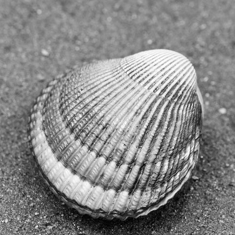 Alaska-Ketchikan-cockle shell on beach Black Modern Wood Framed Art Print by PLank, Savanah