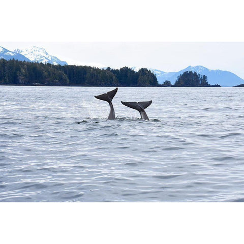 Alaska-Sitka-Sitka Sound killer whales playing in water Gold Ornate Wood Framed Art Print with Double Matting by PLank, Savanah