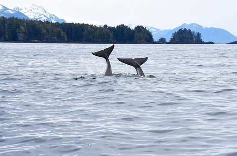 Alaska-Sitka-Sitka Sound killer whales playing in water Black Ornate Wood Framed Art Print with Double Matting by PLank, Savanah