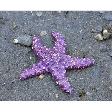 Alaska-Ketchikan-Sea star (Pisaster orchraceus) Black Modern Wood Framed Art Print with Double Matting by PLank, Savanah