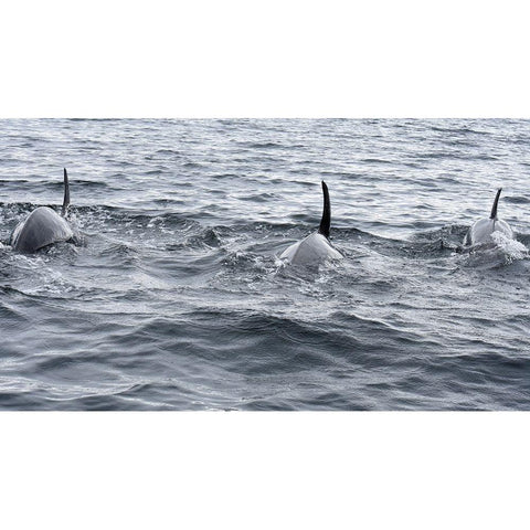 Alaska-Sitka-Sitka Sound killer whales playing in water White Modern Wood Framed Art Print by PLank, Savanah