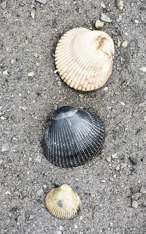 Alaska-Ketchikan-cockle shells on beach Black Ornate Wood Framed Art Print with Double Matting by PLank, Savanah