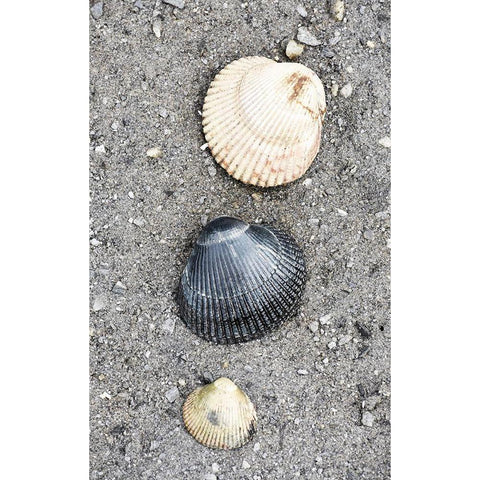 Alaska-Ketchikan-cockle shells on beach Black Modern Wood Framed Art Print by PLank, Savanah
