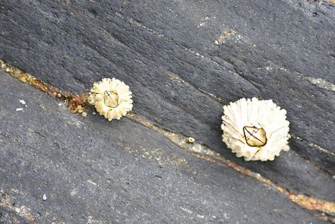 Alaska-Ketchikan-barnacle close-up Black Ornate Wood Framed Art Print with Double Matting by PLank, Savanah