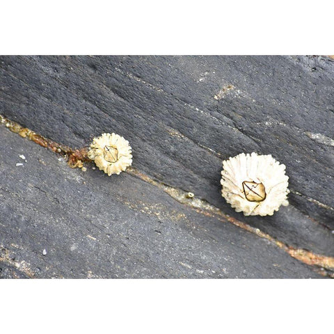 Alaska-Ketchikan-barnacle close-up White Modern Wood Framed Art Print by PLank, Savanah