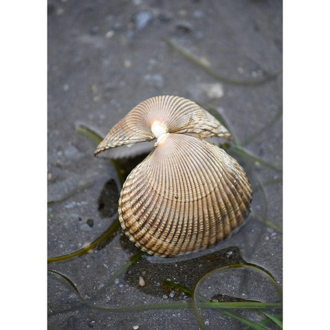 Alaska-Ketchikan-cockle shell on beach Black Modern Wood Framed Art Print by PLank, Savanah