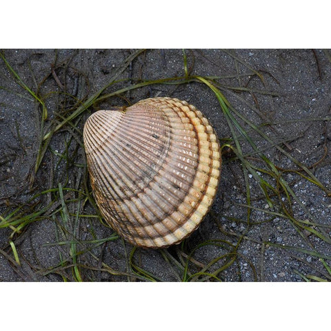 Alaska-Ketchikan-cockle shell on beach Gold Ornate Wood Framed Art Print with Double Matting by PLank, Savanah