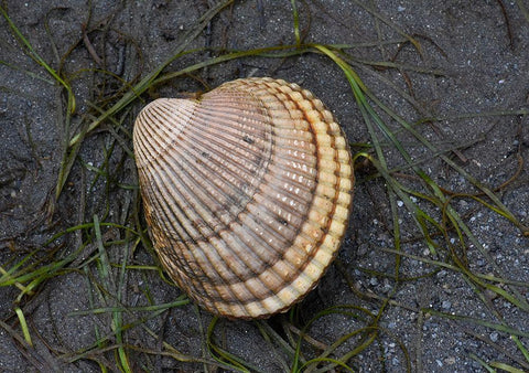 Alaska-Ketchikan-cockle shell on beach White Modern Wood Framed Art Print with Double Matting by PLank, Savanah