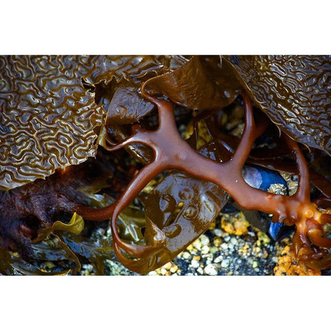 Alaska-Sitka-seaweed detail on beach Black Modern Wood Framed Art Print by PLank, Savanah