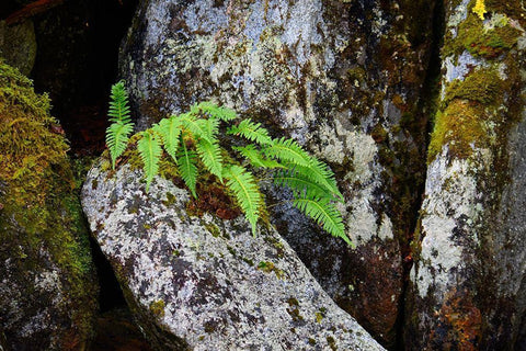 Alaska-Sitka-ferns growing on boulders White Modern Wood Framed Art Print with Double Matting by PLank, Savanah